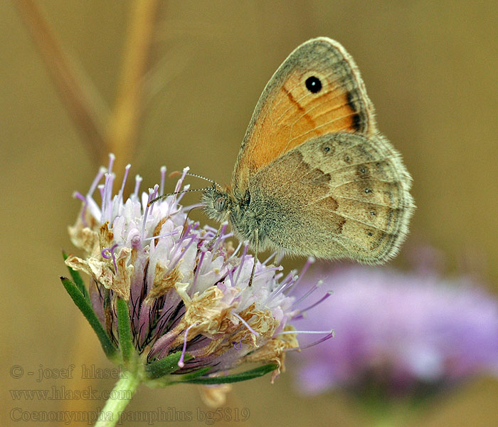 Wiesenvögelchen Coenonympha pamphilus