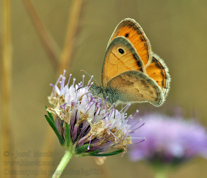 Strzępotek ruczajnik Coenonympha pamphilus