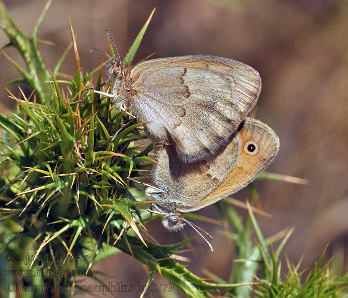 Okáč poháňkový Coenonympha pamphilus