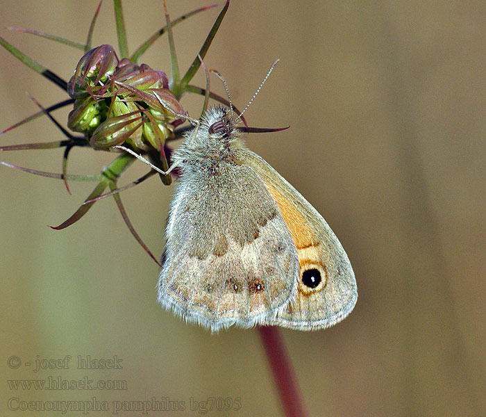 Okáč poháňkový Coenonympha pamphilus