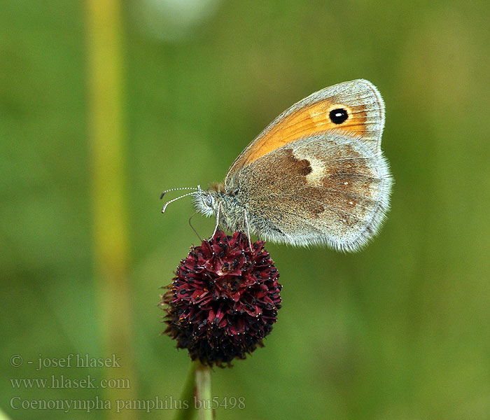 Coenonympha pamphilus Wiesenvögelchen