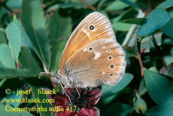 Coenonympha tullia Large Heath Satyre fauve Fadet tourbières