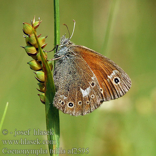 Coenonympha tullia Okáč stříbrooký Сенница туллия болотная торфяная