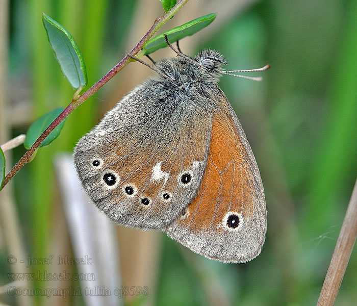 Strzępotek soplaczek Očkáň striebrooký Coenonympha tullia