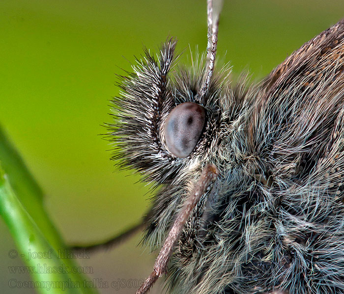 Okáč stříbrooký Coenonympha tullia