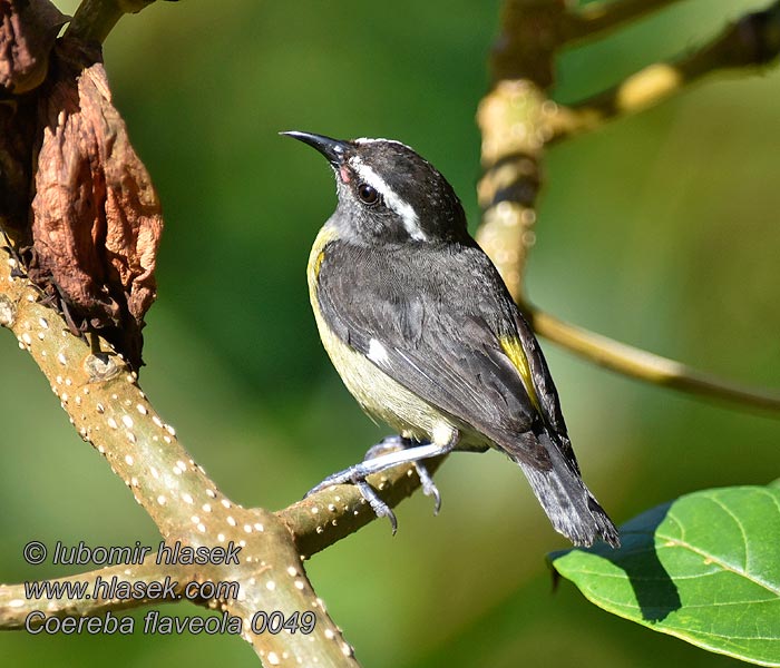 Coereba flaveola 曲嘴森莺 Banakit americký Zuckervogel