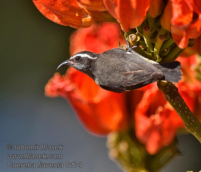 Banansmutte Bananaquit Platanero Banaanikerttuli