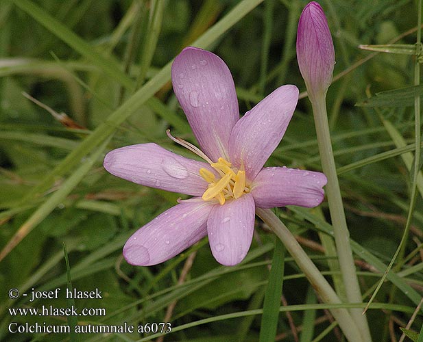 Colchicum autumnale Colchique d'automne Őszi kikerics イヌサフラン