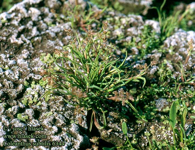 Coleanthus subtilis Moss Grass Dvarggras Coléanthe délicat