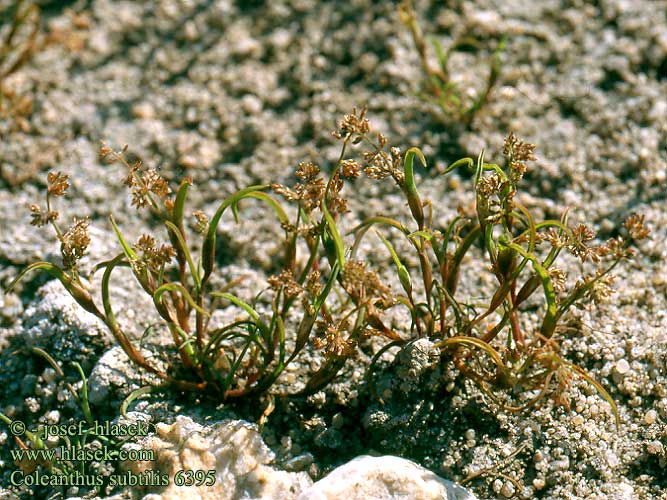 Coleanthus subtilis Pianta annuale Hüvelykfű Scheidenblütgras