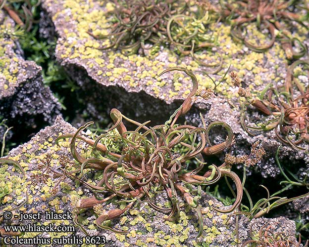 Coleanthus subtilis Koleantus delikatny Koleant útly