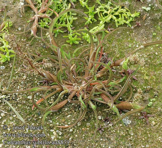 Coleanthus subtilis Puchýřka útlá Dvärggräs Dverggras