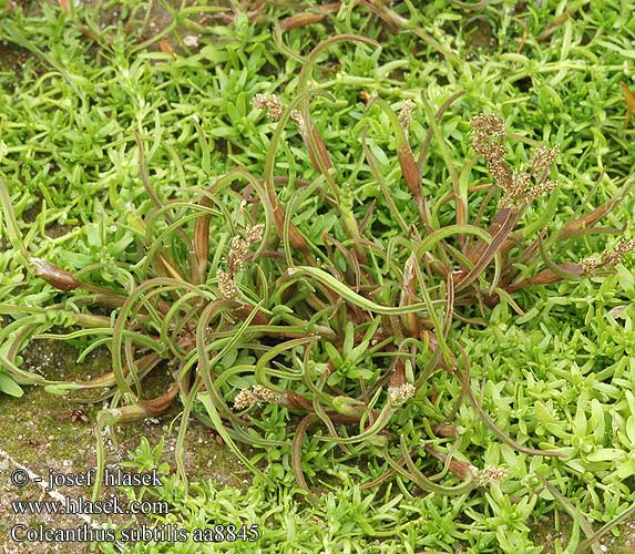 Coleanthus subtilis Puchýřka útlá