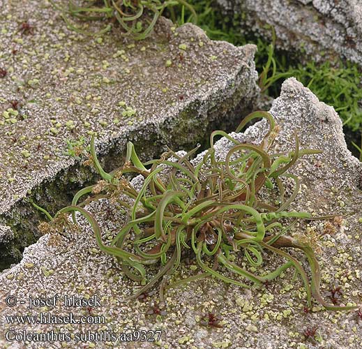 Coleanthus subtilis Moss Grass