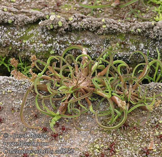 Coleanthus subtilis Dværggræs