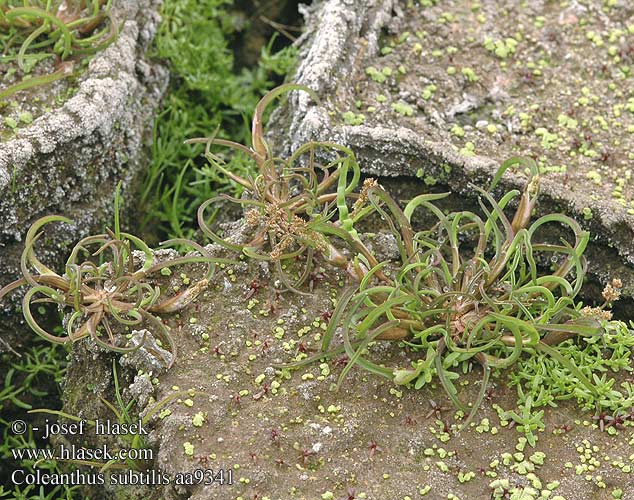 Coleanthus subtilis Coléanthe délicat