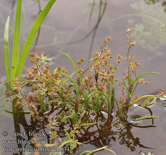 Coleanthus subtilis Scheidenblütgras