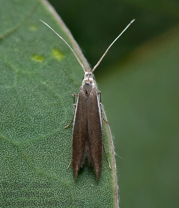 Coleophora albella Rúrkovček silenkový