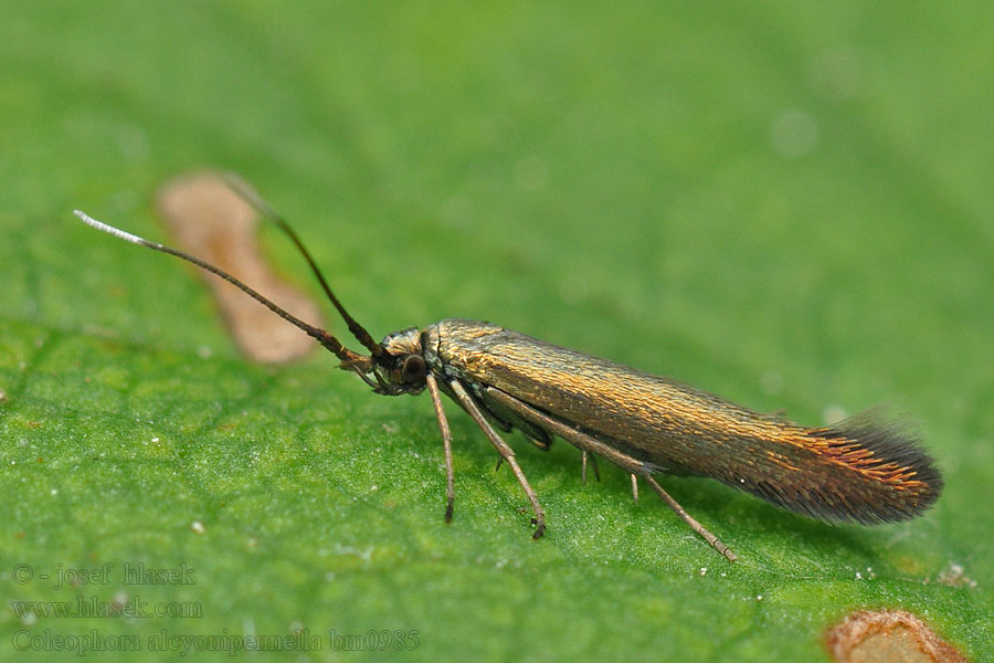 Pouzdrovníček chrpový Coleophora alcyonipennella