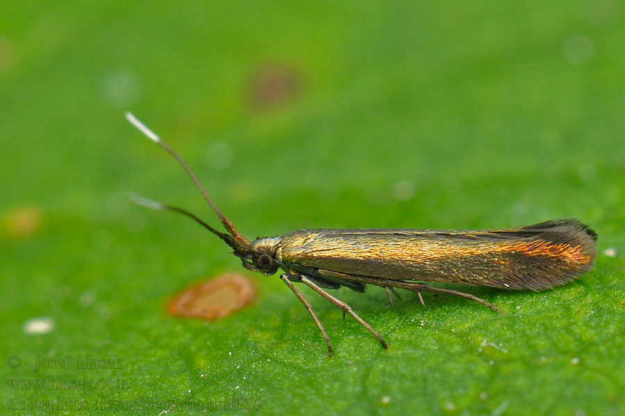 Rúrkovček bodliakový Coleophora alcyonipennella