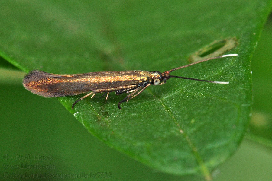 Metaalkokermot Coleophora alcyonipennella