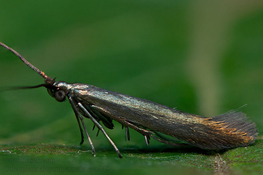 Bogáncsrágó zsákosmoly Coleophora alcyonipennella