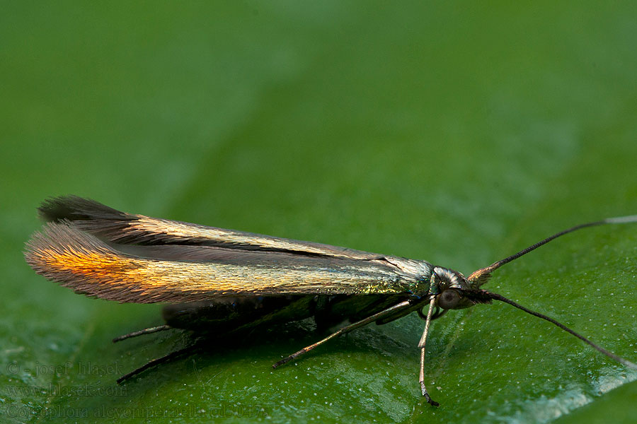 Pikkuapilapussikoi Coleophora alcyonipennella