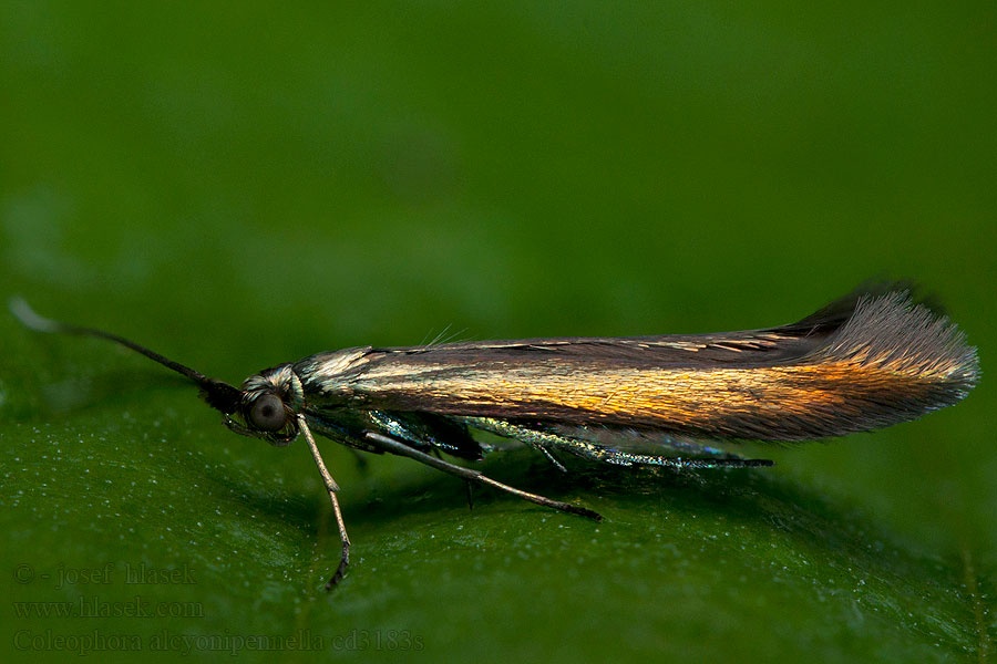 Sen grönglanssäckmal Coleophora alcyonipennella