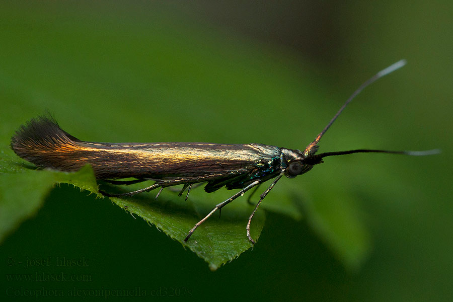 Coleophora alcyonipennella