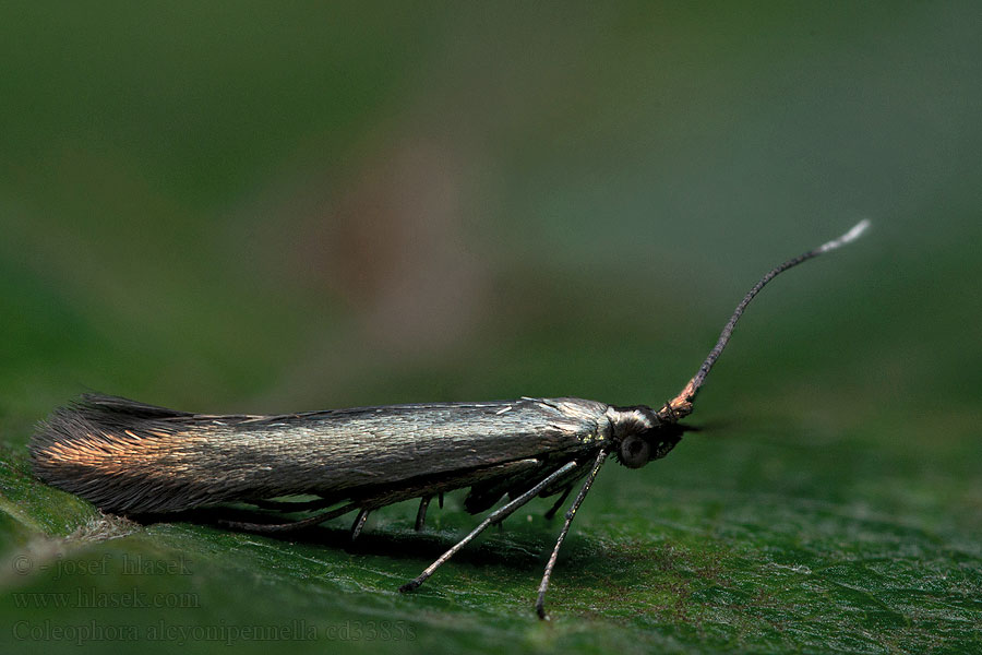 Coleophora alcyonipennella Pouzdrovníček chrpový