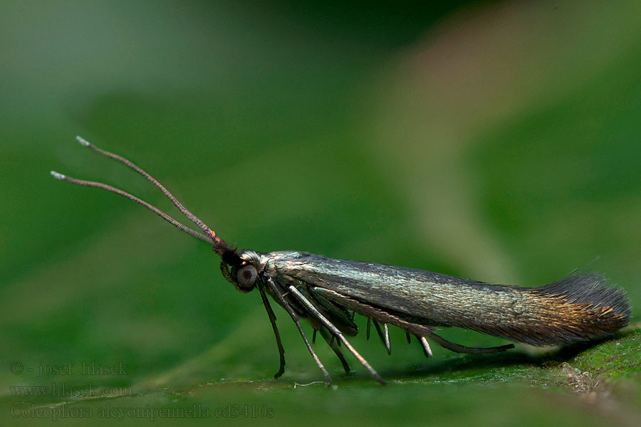 Coleophora alcyonipennella Rúrkovček bodliakový