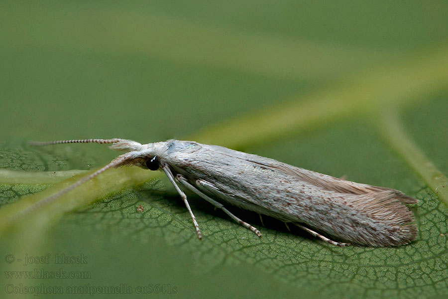 Coleophora anatipennella Pouzdrovníček jabloňový