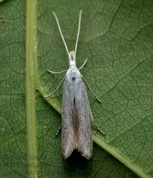 Coleophora anatipennella Pistol Case-bearer Rúrkovček jabloňový