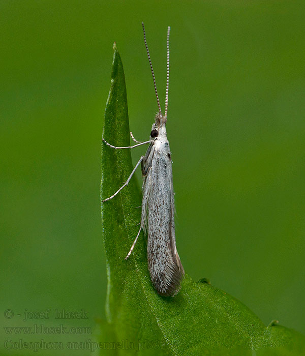 Coleophora anatipennella Witte meidoornkokermot Fehértollú zsákosmoly Pudrad hasselsäckmal Pistolsækmøl