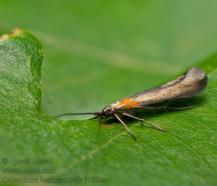 Coleophora basimaculella