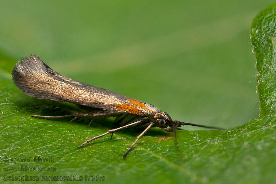 Coleophora basimaculella