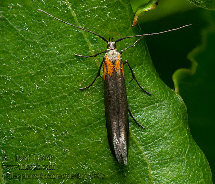 Coleophora basimaculella