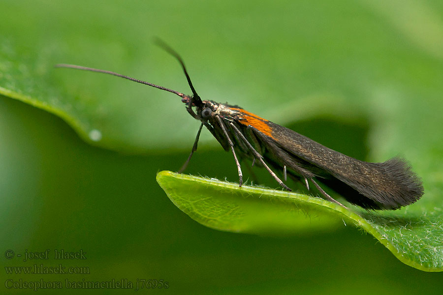 Coleophora basimaculella