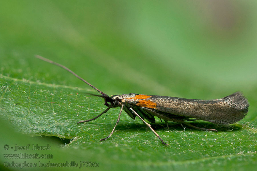 Coleophora basimaculella