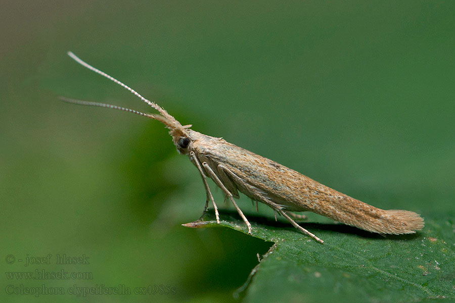 Coleophora clypeiferella Rúrkovček štítkatý