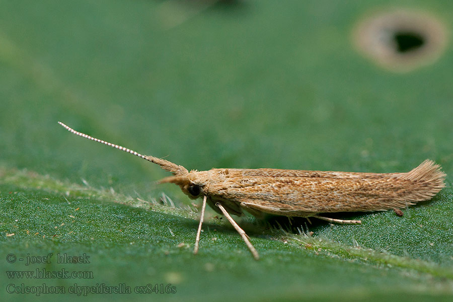 Coleophora clypeiferella Pajzsoshátú zsákosmoly Ribbad mållsäckmal