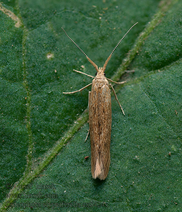 Coleophora clypeiferella Rúrkovček štítkatý Roetstreepkokermot