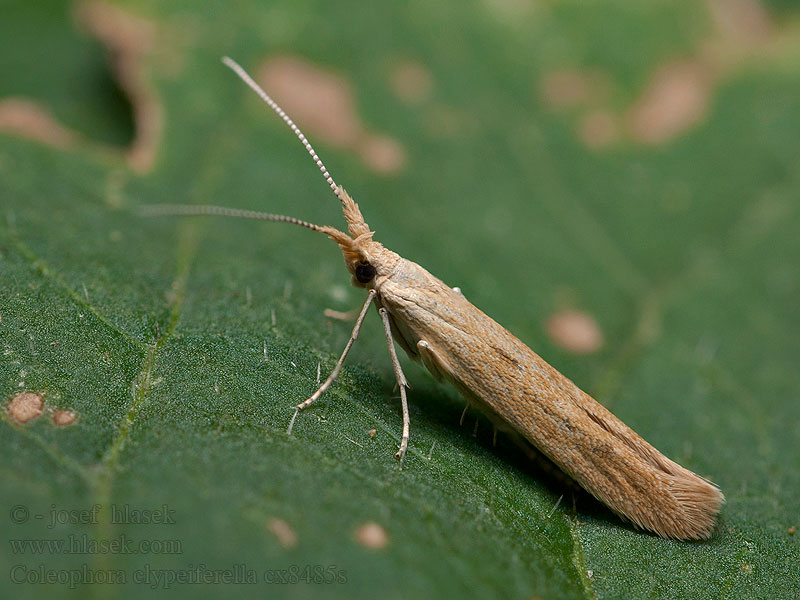 Coleophora clypeiferella Roetstreepkokermot Pajzsoshátú zsákosmoly