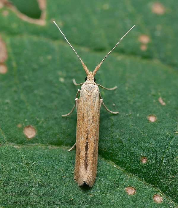 Coleophora clypeiferella Ribbad mållsäckmal