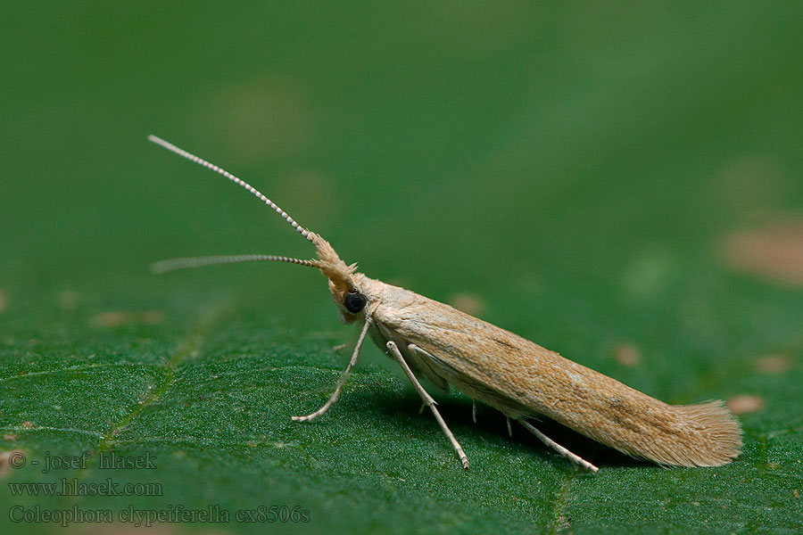 Rúrkovček štítkatý Coleophora clypeiferella