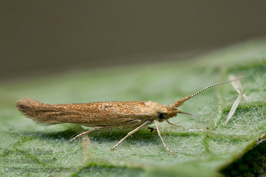 Roetstreepkokermot Coleophora clypeiferella