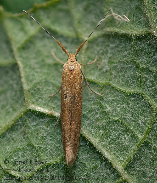 Pajzsoshátú zsákosmoly Coleophora clypeiferella