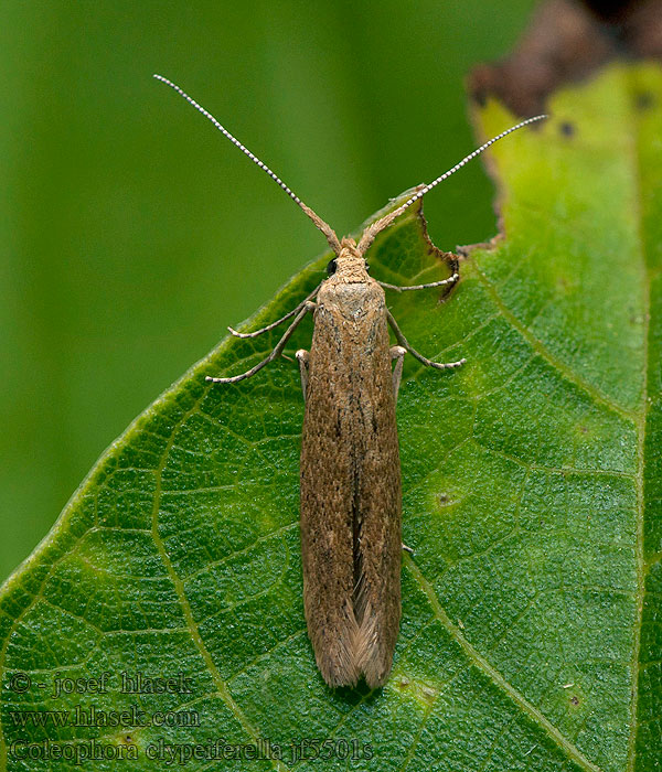 Ribbad mållsäckmal Coleophora clypeiferella