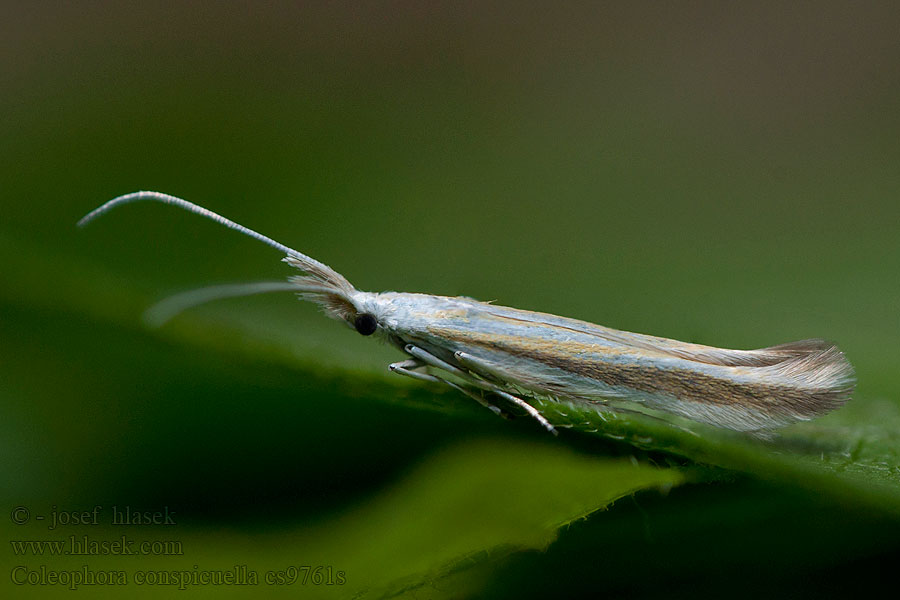 Coleophora conspicuella