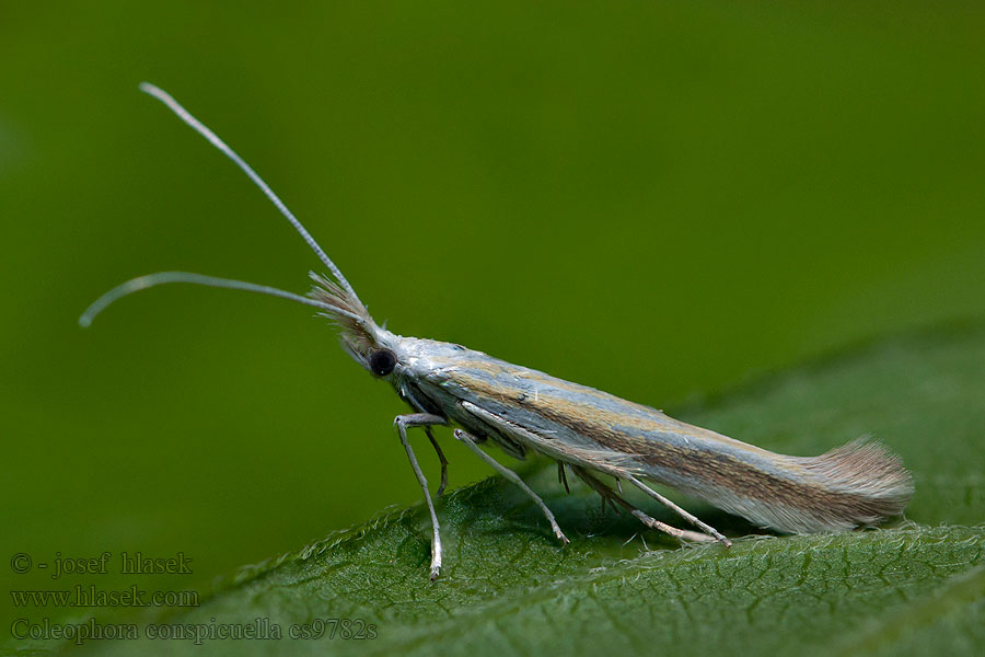 Coleophora conspicuella Rúrkovček nápadný Knoopkruidkokermot